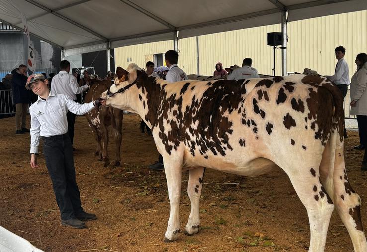Le grand retour des bovins et de leur concours au salon "Tous Paysans".