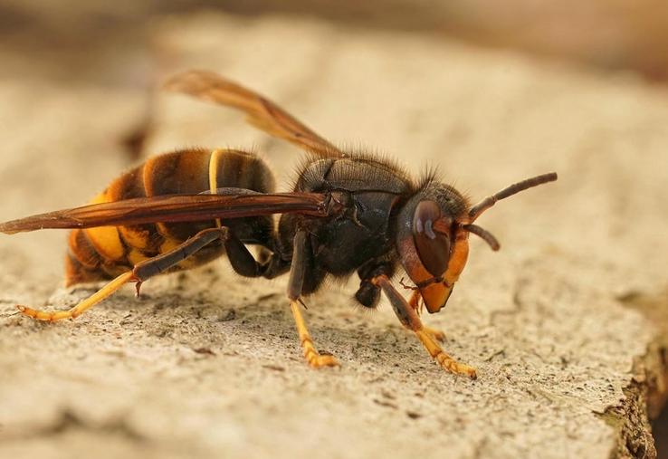 41 % des nids de frelon asiatique sont répertoriés dans le Cotentin.