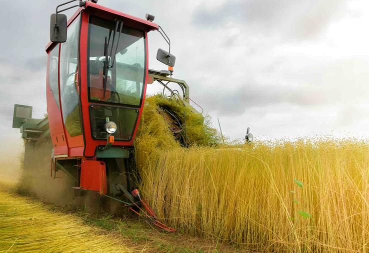 Les arrachages ont démarré tôt - début juin pour les premiers lins d'hiver, fin juin pour les lins de printemps - mais l'été très sec et chaud a retardé le rouissage.