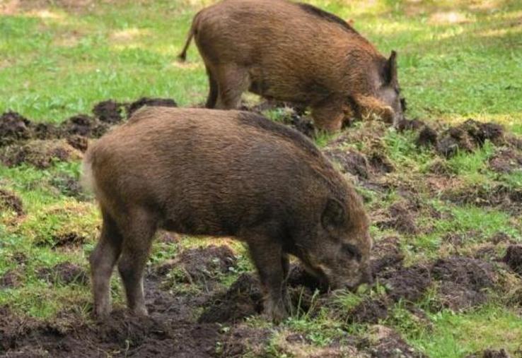 Après plusieurs mois de sécheresse, les premières pluies ont assoupli les sols, permettant aux sangliers de fouiller les prairies