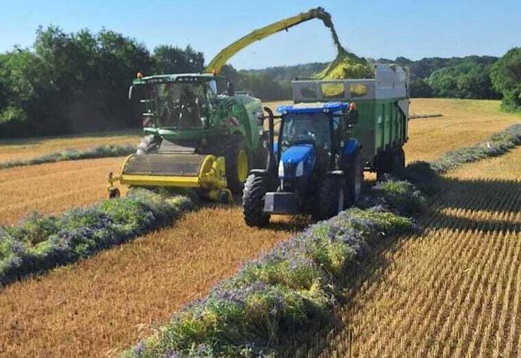 Le méteil implanté cet automne pourra être récolté en ensilage en mai.