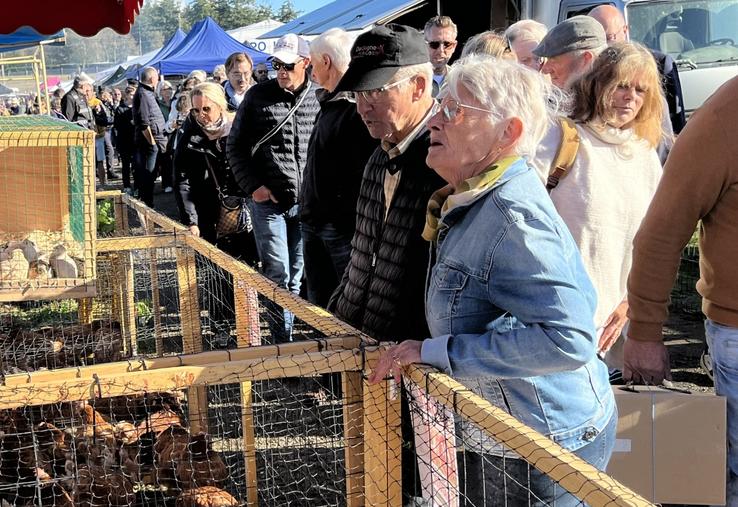 L'allée des volailles a été déplacée au coeur de la foire. Cette relocalisation a permis à différents exposants de venir proposer à la vente différents sujets (poules, cailles, canetons...). 