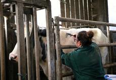 tuberculose bovine