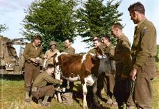 Entre 1941 et 1944, dans le Calvados et la Manche, les archives recensent 30 000 expropriations de terres agricoles pour accueillir les cinquante batteries d'artillerie et les 520 km2 de champs de mine.