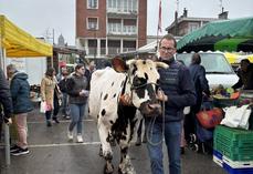 Afin de promouvoir la Foire de Lisieux, trois élevages se sont retrouvés sur le marché de la ville, samedi 11 avril 2026. Étienne Aubert pour les Limousines, Guillaume Nuttens pour les Prim'Holsteins et Françoise et Christophe Barbé pour les Normandes. Ici en photo avec Paella.