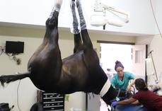 Un cheval sous anesthésie au bloc chirurgical. Au CHVE de Livet, les box post-opératoires sont capitonnés. "Le réveil est une période critique de la chirurgie, avec un taux de mortalité opératoire plus élevé que chez l'humain."