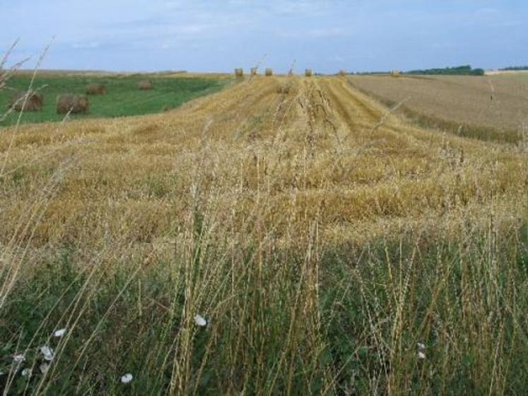 Les cours des céréales flambent et se répercutent sur les coûts de production d’élevage.