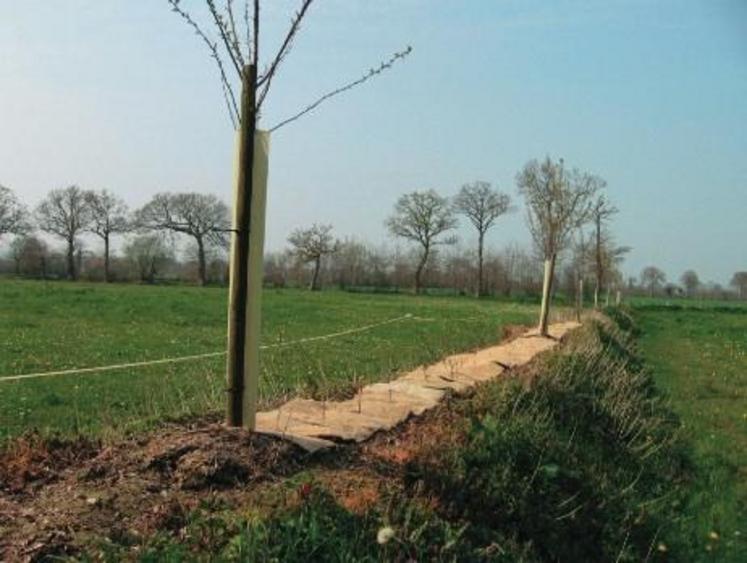 Haie sur talus replanté́.