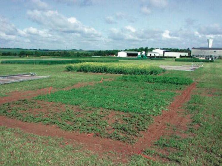 Essai de couverts végétaux avant l’implantation du pois ou de la féverole.