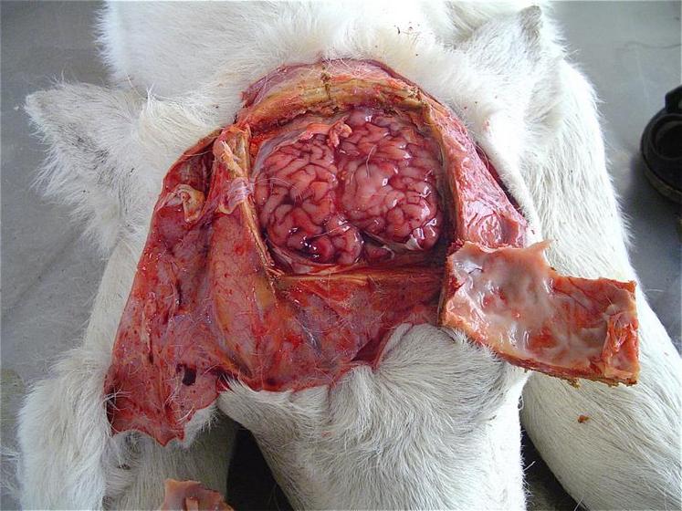 Des autopsies ont montrés que des veaux touchés par la FCO présentaient parfois une malformation : une absence de cerveau.  (photo labeo)