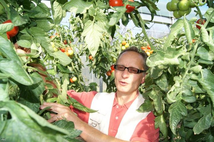Alain,Cottebrune au milieu de ses tomates. “Mes clients savent que je n’ai rient à cacher; ils font donc confiance à la production locale”.