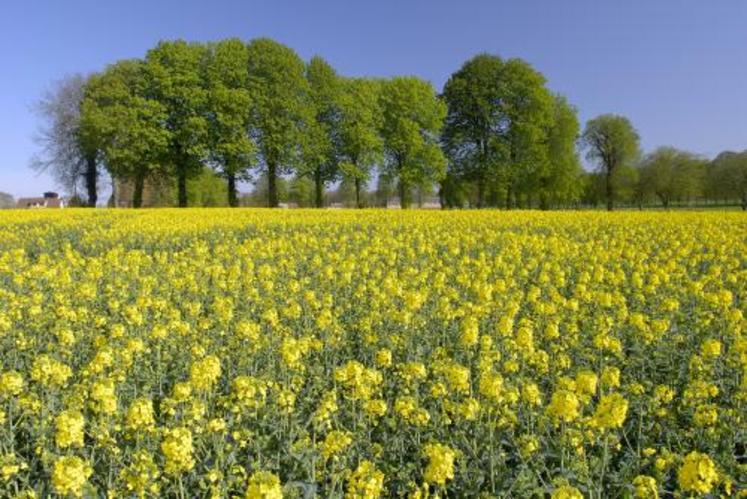 Le choix d’une variété de colza ne doit pas se faire uniquement sur le rendement. Il faut prendre en compte également la sensibilité à la verse et au phoma par exemple...