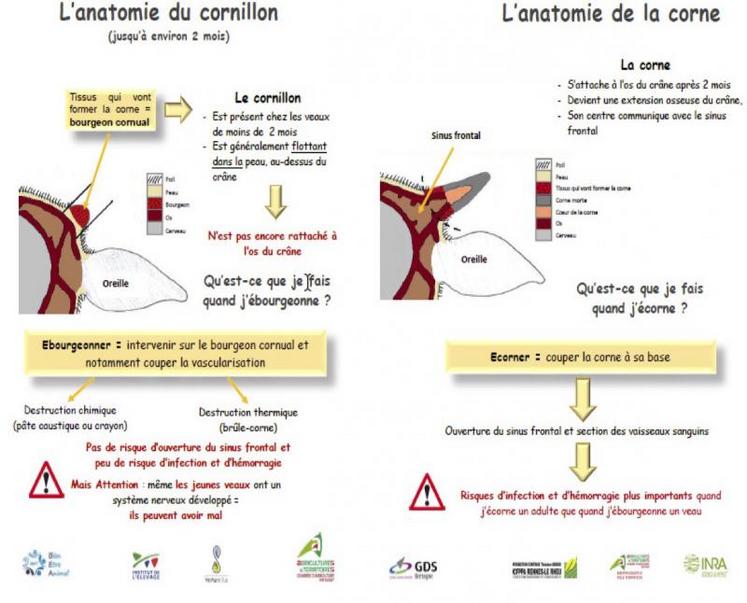 Schéma - Ecorner efficacement, facilement et sans douleur