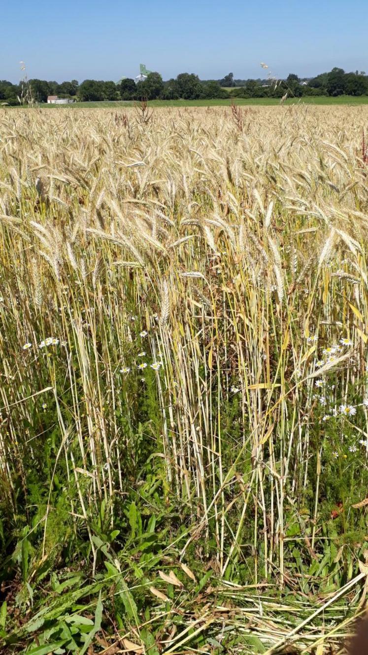 Figure 3 : Triticale/pois avec précédent céréales (partie 2).