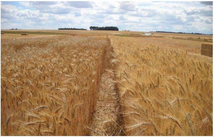 L’ essai du GRABHN a été mis en place en microparcelles le 12 novembre 2009, dans l’Eure, au Plessis Grohan.