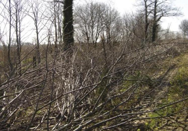 La haie n'a pas qu'une seule utilité. Les petites branches, broyées et épandues sur les sols agricoles, peuvent devenir un engrais peuvent être un engrais sur les sols agricoles. C'est ce qu'on appelle la technique du Bois Rameau Fragmenté.