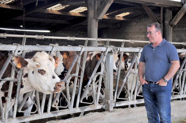 François Lefauconnier, éleveur et président de Normande 50, est à pied d'oeuvre dans l'organisation du week-end dédié à la Normande tout en gardant un oeil sur ces vaches, et notamment Frêle et Houlette. DR