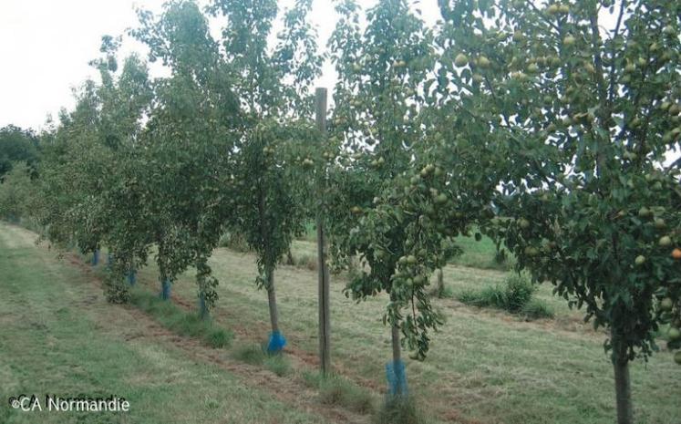 Variété “Champagne” laissée en port naturel greffée sur Farold® 87 Daytor (2011).