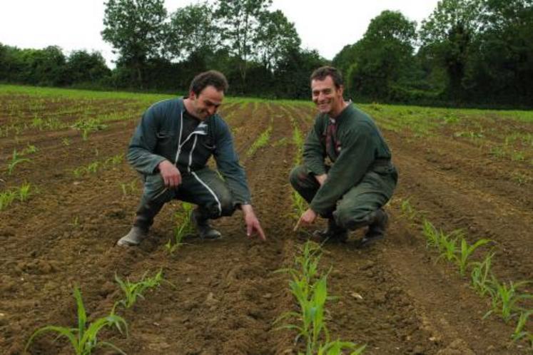 Pointé du doigt par Francis Motté et François Gaubert : un rang de maïs resemé 4 jours auparavant et déjà fouillé par la tribu de sangliers.