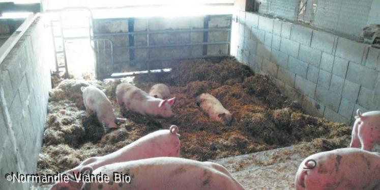 En système d'élevage en bâtiment, les cochons reposent sur de la paille et ont accès à une courette extérieure.