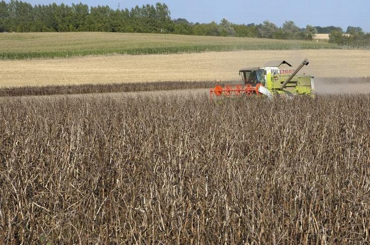 La récolte doit être pratiquement exempte d’impuretés (graines étrangères, cailloux, terre, …) et surtout ne doit pas comporter plus de 5 % de grains cassés ni plus de 5 % de grains bruchés ou piqués. C’est l’humidité à la récolte et le bon réglage de la moissonneuse batteuse qui conditionnent le taux de grains cassés.