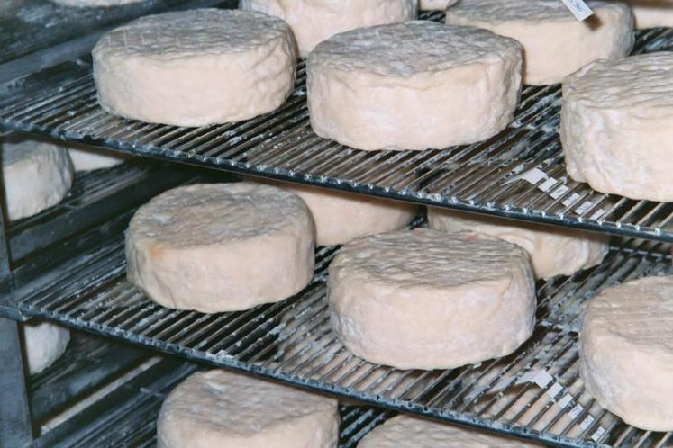 Fabriquer des fromages peut être intéressant pour valoriser son lait.