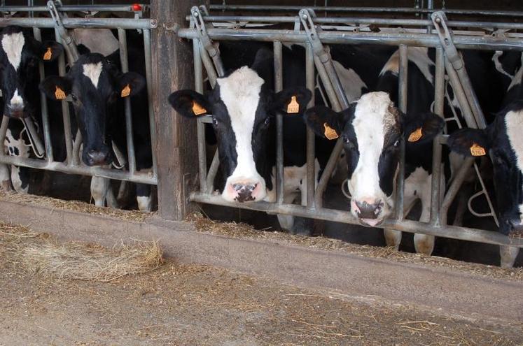 Pour deux élevages de la Manche et de l'Orne, les laitières Prim'Holstein resteront à la stabulation car interdites de SPACE