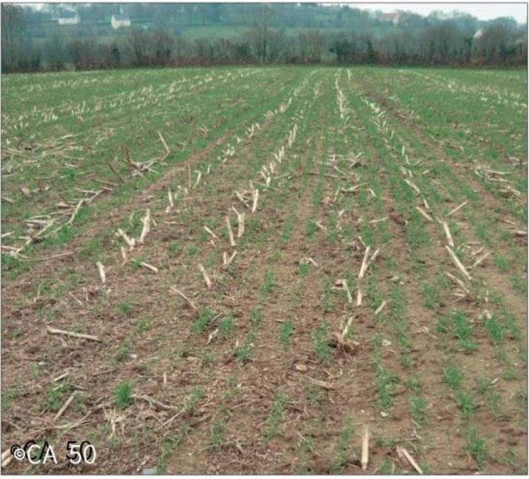 Avec les TCSL qui concentrent la matière organique en surface et favorisent l’activité biologique du sol, il est possible de limiter partiellement la déstructuration du sol.