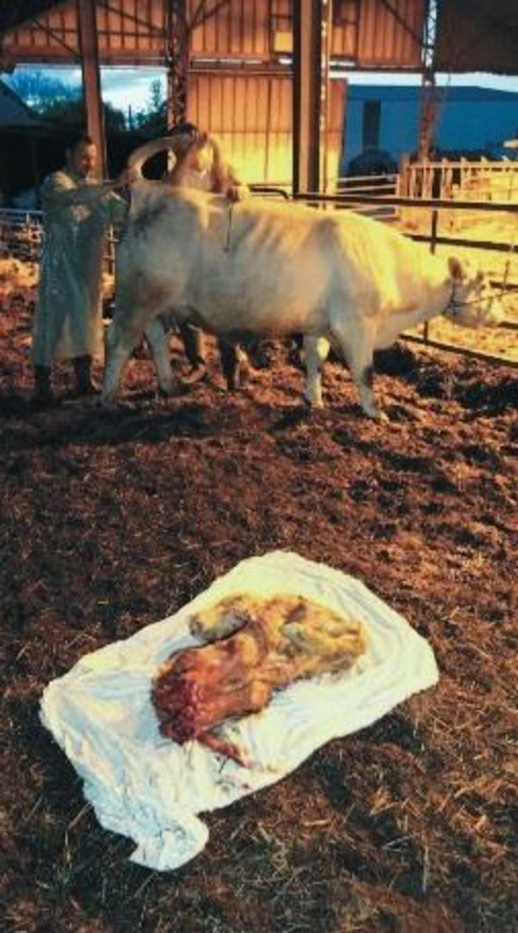 Veau mort né atteint de la maladie de Schmallenberg et vache après vélage.