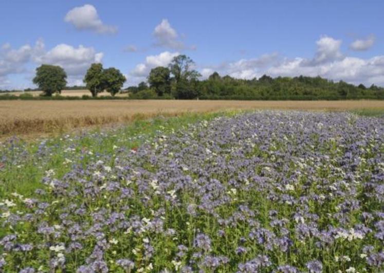 « Depuis 2012, je mets en place des bandes fleuries pour favoriser la biodiversité sur mon exploitation, notamment les abeilles mais aussi les carabes et les syrphes qui sont des prédateurs de pucerons ».