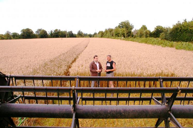 Le triticale est une espèce peu sensible aux maladies sauf la septoriose et les rouilles notamment la rouille brune.