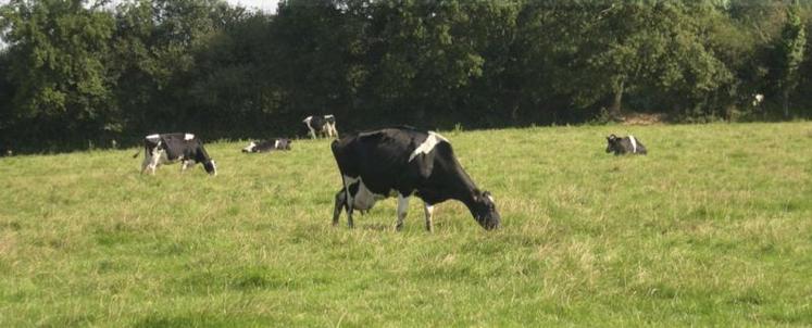 Les bovins s’infectent principalement dans les pâtures, lors de la recrudescence d’activité des tiques, au printemps et à l’automne.