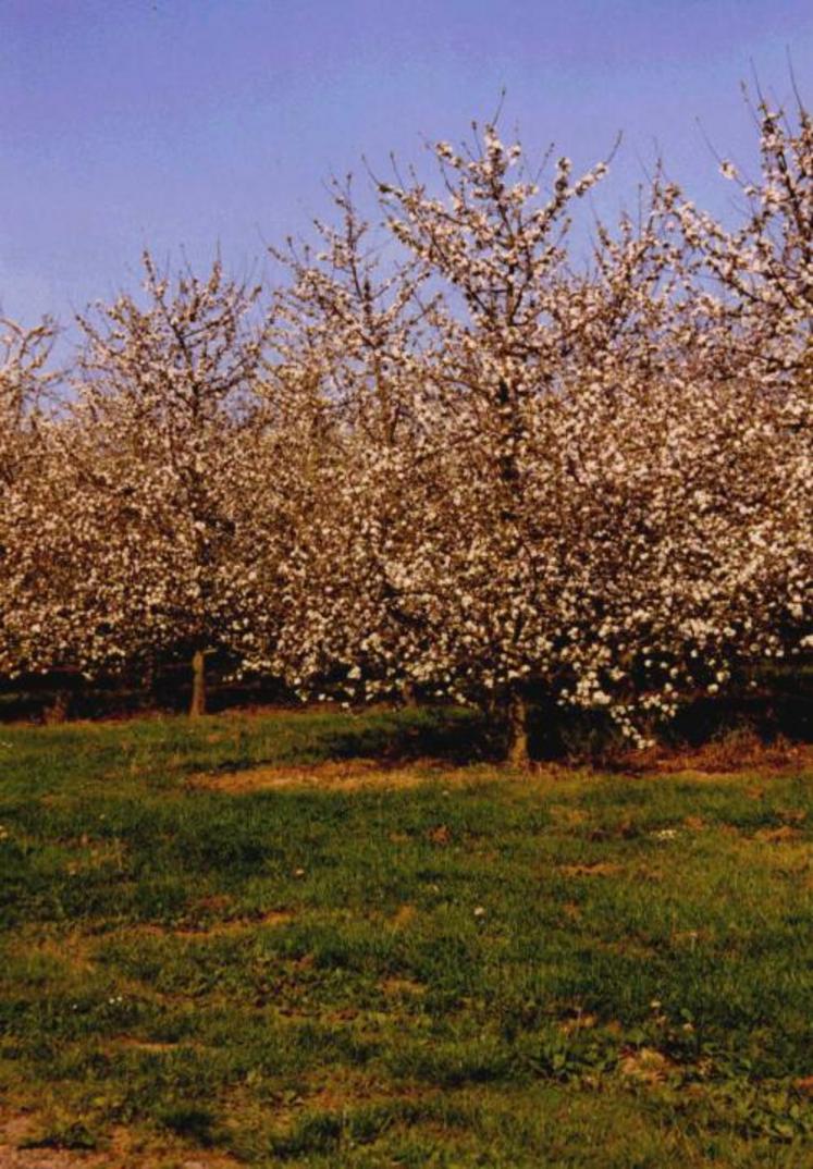 la protection phytosanitaire des vergers qui se heurte à de nombreuse impasses techniques.