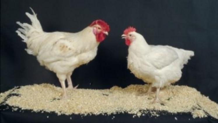 La résistance des poules aux salmonelles pourrait être améliorée par sélection génétique