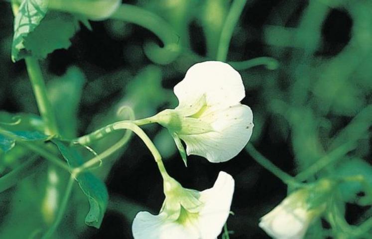 Symptômes sur fleurs.