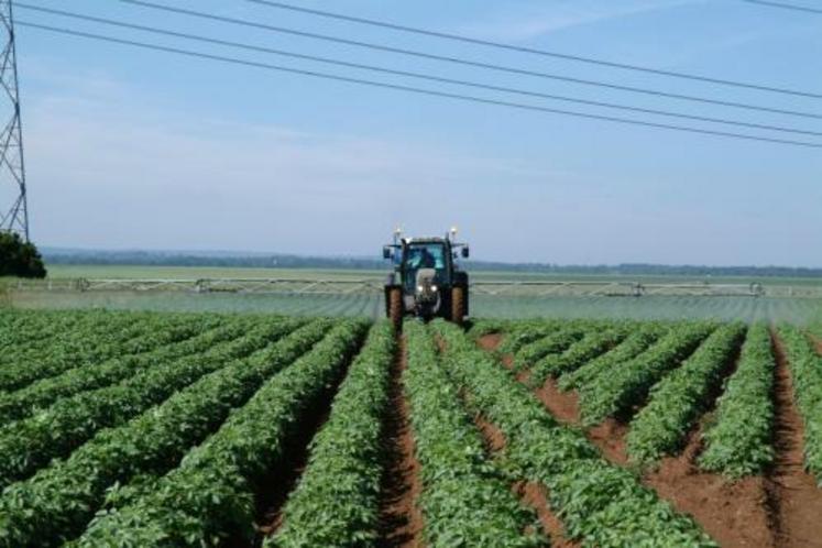 Les mauvaises herbes concurrencent la culture pour les éléments fertilisants, l’eau, la lumière, créent un milieu favorable au maintien des maladies ou des parasites, entravent les opérations de récolte, et augmentent le salissement de la parcelle.