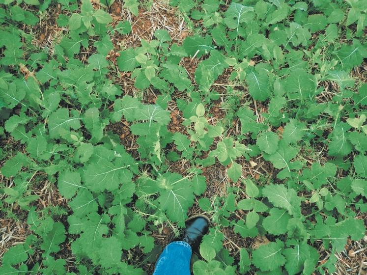 Colza semé́ avec un couvert de tournesol - Nyger - lentille - pois.