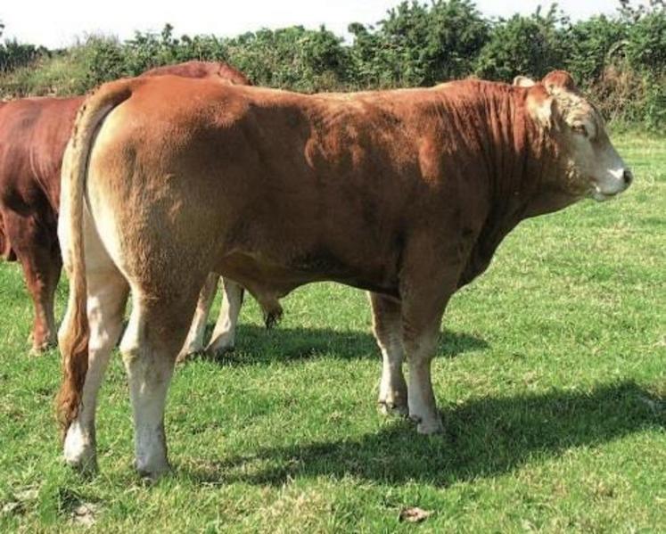 Choisir un très bon mâle issu d'un très bon taureau et d'une 
des meilleures vaches d'un élevage génétiquement performant.