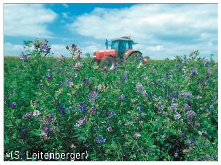 La luzerne apporte une grande quantité de protéines, des fibres dans la ration et limite l’acidose.