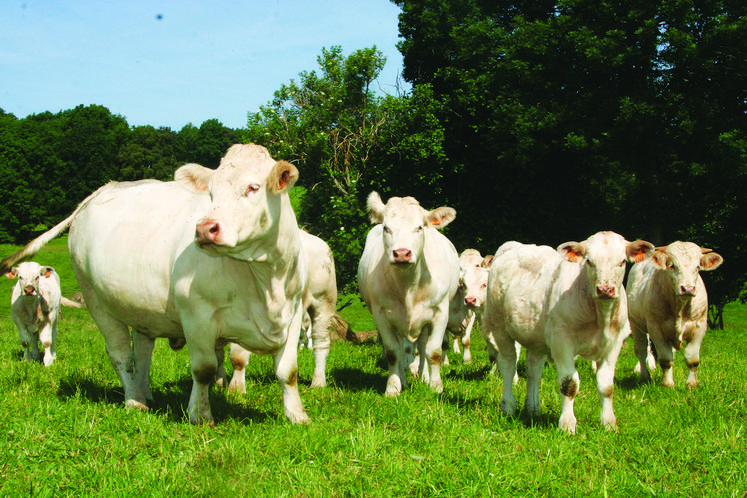 Filière bovine - CONTRACTUALISATION 