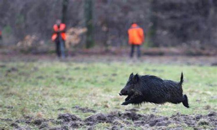 Ouverture Chasse Orne