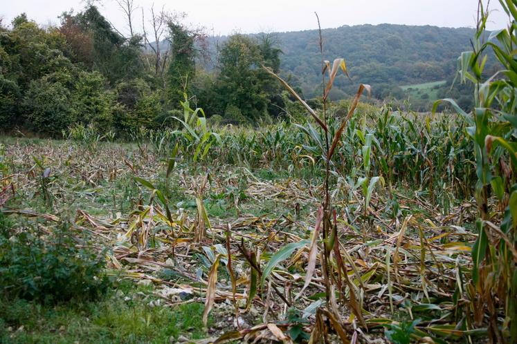 Dégâts de gibier : Les sangliers de plus en plus nombreux