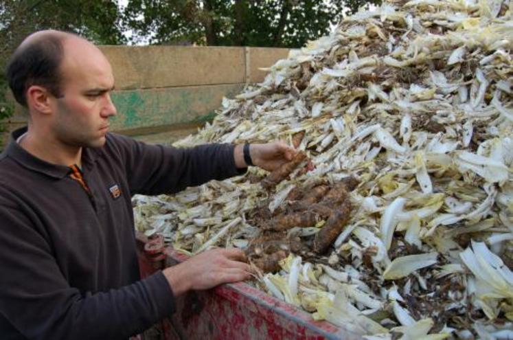 Sylvain Decaen recherche des débouchés pour son coproduit : la racine d’endive.