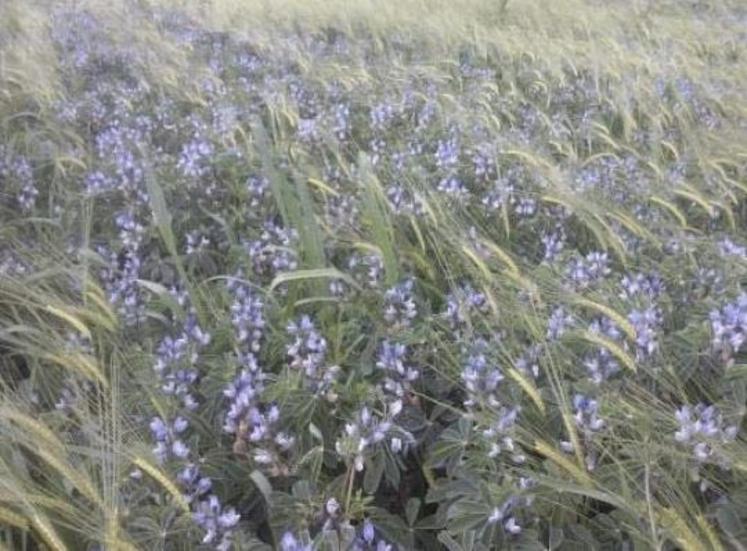 Lupin d’hiver associé à de l’orge.