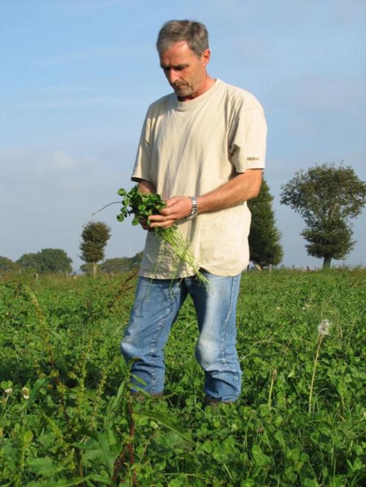 Le ray grass anglais et le trèfle blanc doivent rester les espèces dominantes pour le pâturage des vaches laitières dans les sols sains et bien arrosés. Ils sont les premiers de la classe pour leur souplesse d’exploitation, l’appétence, et la valeur alimentaire. L’introduction d’autres espèces peut toutefois être intéressante dans d’autres situations.