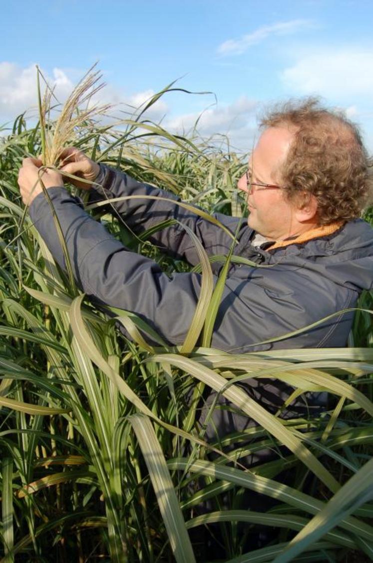 Emmanuel de Maupeou a présenté le miscanthus. Son avantage : seulement 15 % d’humidité à la récolte.  Attention, il ne se récolte qu’à partir de la deuxième année et atteint ensuite progressivement son potentiel maximum de production.