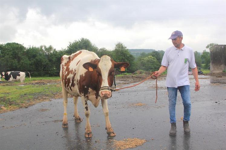 Jacques Mourocq, et sa vache Holt Red, se rendront à l’hippodrome de Vire ce week-end. L’animal concourra dans la catégorie des vaches de quatrième lactation.