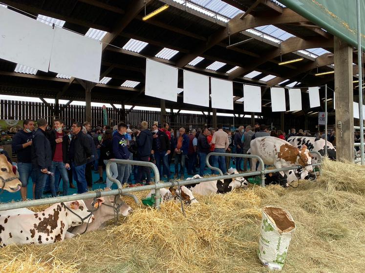 Plus de 350 personnes ont assisté à la vente aux enchères Prim’Holstein, vendredi 25 juin, organisée au Gaec des Grilles, à Mahéru.