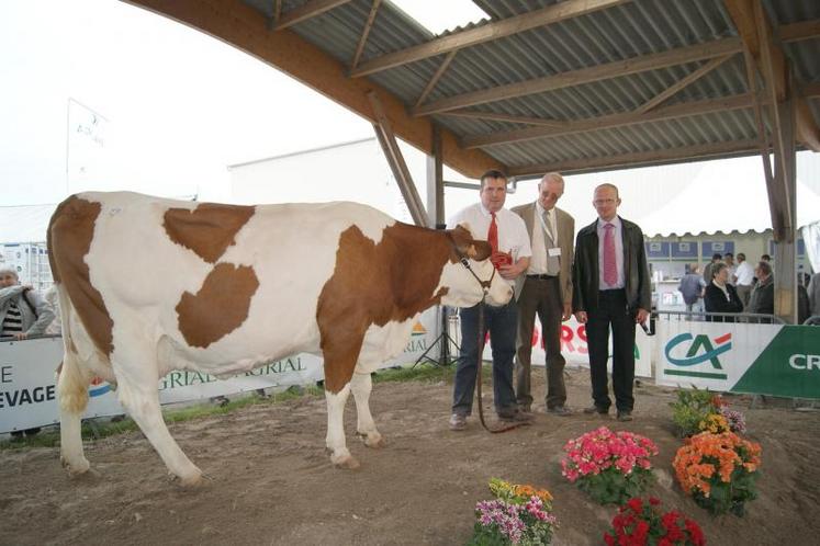 "Baronne", grande championne Montbéliarde