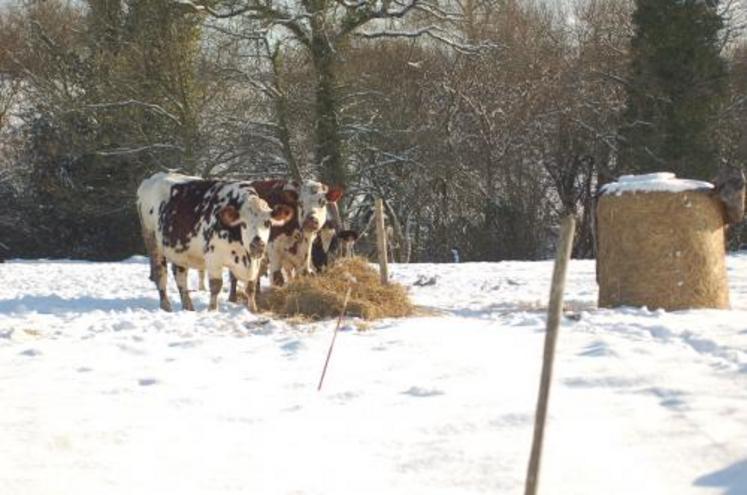 Si les allaitants ne souffrent pas trop du froid dans les champs, les producteurs doivent absolument vérifier l'épaisseur de neige sur les toits, notamment des stabulation.